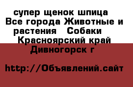 супер щенок шпица - Все города Животные и растения » Собаки   . Красноярский край,Дивногорск г.